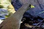 Pale-vented Bush-hen (Amaurornis moluccana)